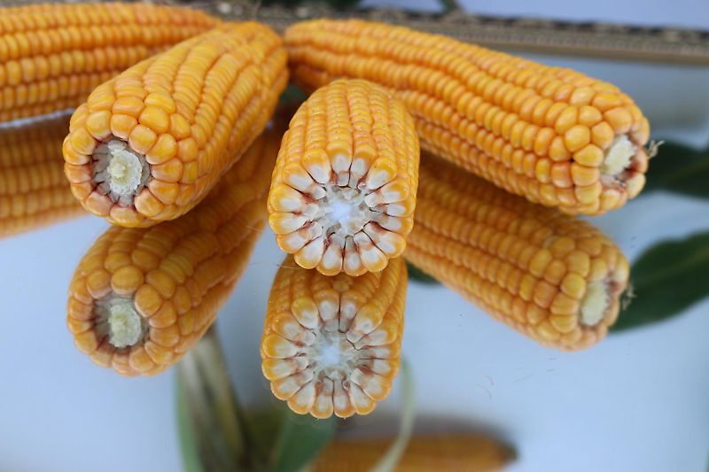 Tehnos Thenos Seitentmulcher Tehnos MB Profi LW220R Arbeitsbreite 220cm Gewicht 1042kg Seitenverschiebung 140cm 55 Grad in Gräben & 90 Grad für Wegeränder